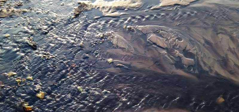 Фиолетовое море и вонь: в Крыму заговорили о новой ÑкологичеÑкой катаÑтрофе dqxikeidqxidqeant