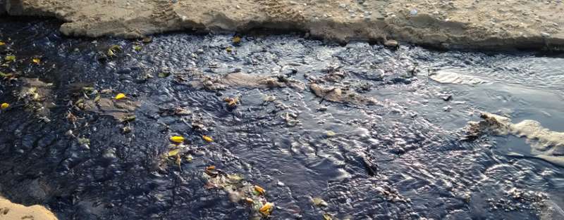 Фиолетовое море и вонь: в Крыму заговорили о новой ÑкологичеÑкой катаÑтрофе