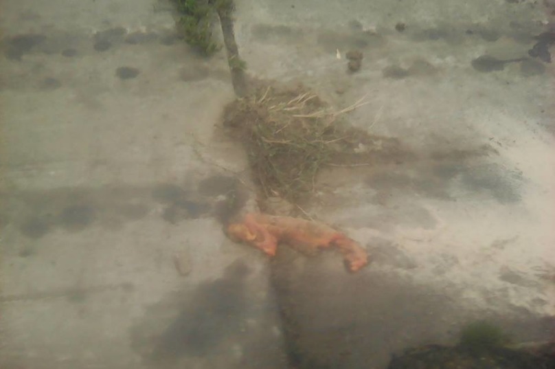 ÐÑиÑÑÑÑили пеÑоÑком: Ð ÐнипÑе оÑÑанки погибÑей женÑÐ¸Ð½Ñ Ð½Ðµ ÑбиÑаÑÑ Ñ ÑÑамвайнÑÑ
пÑÑей (ÑоÑо 18+)