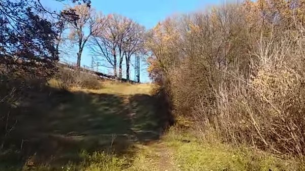 В этих кустах нашли тело Алисы