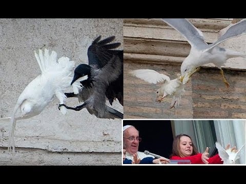 голуби голуби dqxikeidqxidqrant