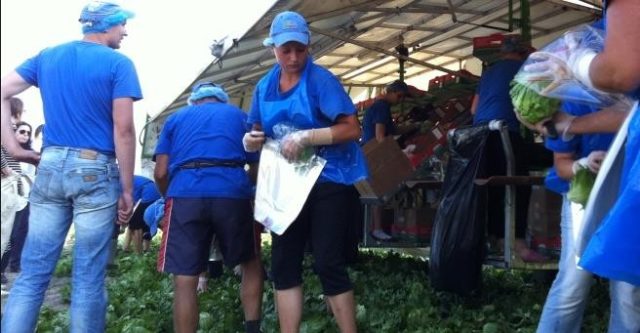 заробитчане трудовые мигранты dqxikeidqxidqeant