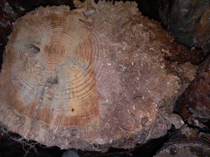 Ёлки-палки: Кто крышует контрабанду леса в Придунавье - 160946 Ёлки-палки: Кто крышует контрабанду леса в Придунавье - фото 160946