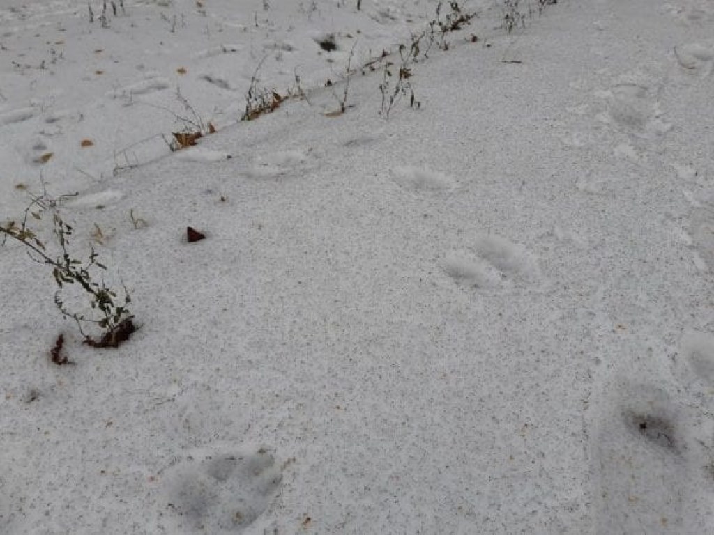 Ð ÐÑивом Роге вÑпал кÑоваво-кÑаÑнÑй и ÑеÑнÑй Ñнег: ÑоÑо аномалии dqxikeidqxidqeant