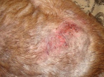 Ð›Ñ‹ÑÐµÑŽÑ‰Ð°Ñ ÑÐ¾Ð±Ð°ÐºÐ°