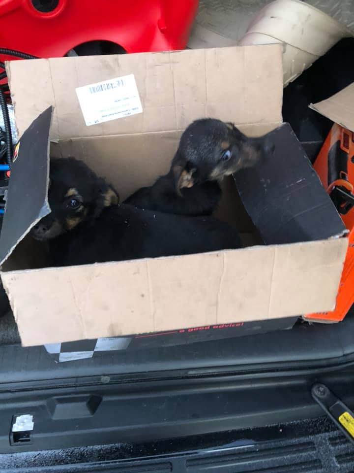 ÐœÑƒÐ¶Ñ‡Ð¸Ð½Ð° ÑÐ¿Ð°Ñ Ñ‚Ñ€ÐµÑ… Ñ‰ÐµÐ½ÐºÐ¾Ð², ÐºÐ¾Ñ‚Ð¾Ñ€Ñ‹Ñ… Ð±Ñ€Ð¾ÑÐ¸Ð»Ð¸ Ð² Ð¿Ð¾Ð»Ðµ Ð¿Ð¾Ð´ ÐšÐ¸ÐµÐ²Ð¾Ð¼. Ð¤Ð¾Ñ‚Ð¾: Ð”Ð¼Ð¸Ñ‚Ñ€Ð¸Ð¹ Ð¡Ð¸Ð½ÐµÐ½ÐºÐ¾ dqxikeidqxidqeant