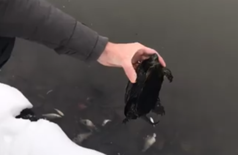 ’’   ’’:       dqxikeidqxidqeant