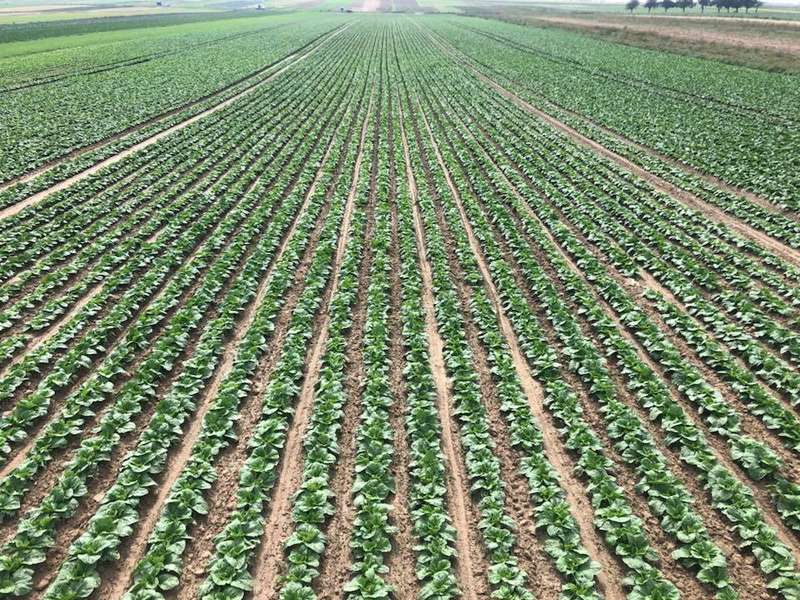 Поле господарства Міхала Колодейчака dqxikeidqxidqrant