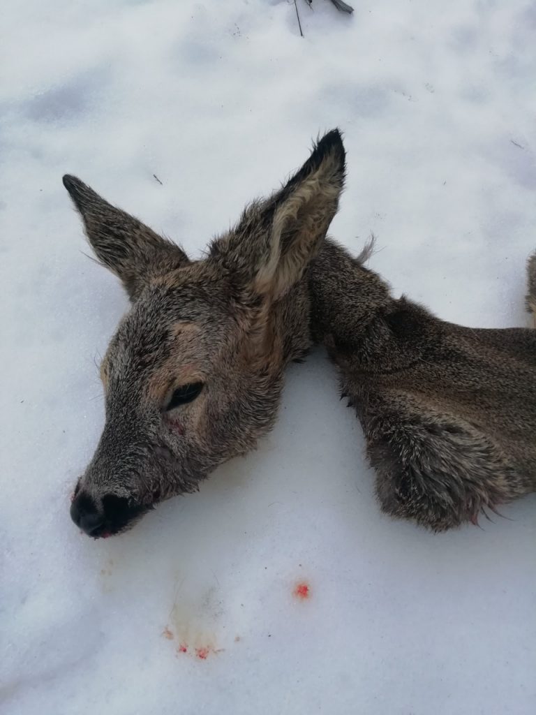 2019 02 07 brakon 1 dqxikeidqxidqrant