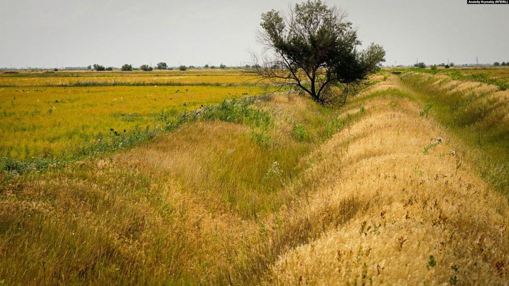 В Крыму рис не выращивают