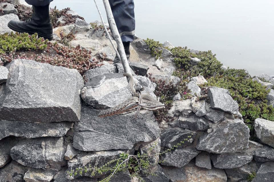 змеи dqxikeidqxidqeant