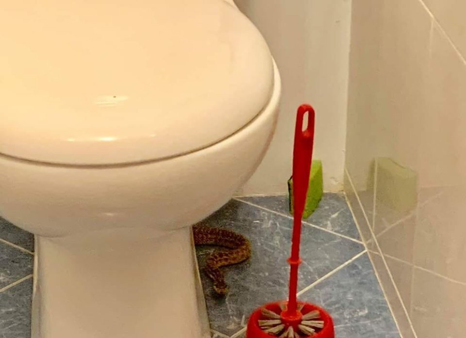 Ð—Ð¼ÐµÐ¸ Ð² ÐžÐ´ÐµÑÑÐµ dqxikeidqxiqqdant