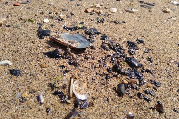 Пляжи стали черными: в Одессе произошла новая экологическая катастрофа dqxikeidqxidqrant