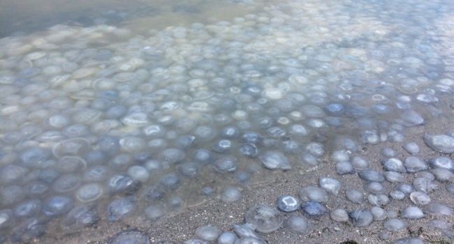 «Это катастрофа. Люди в панике»: Из-за Крымского моста Азовское море становится мертвым «Это катастрофа. Люди в панике»: Из-за Крымского моста Азовское море становится мертвым dqxikeidqxidqeant