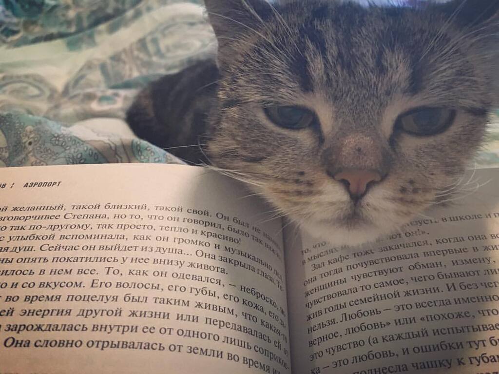 Кошка Маруся Анастасии Красносильской