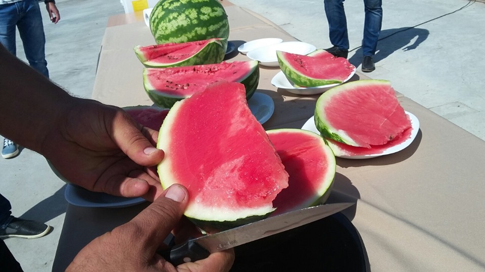 ÐÑ€Ð±ÑƒÐ·Ñ‹ Ð¿Ñ€Ð¸Ð±Ñ‹Ð»Ð¸ Ð¸Ð· Ð¥ÐµÑ€ÑÐ¾Ð½Ð° Ð½Ð° ÐšÐ¸ÐµÐ²Ñ‰Ð¸Ð½Ñƒ. Ð¤Ð¾Ñ‚Ð¾: "ÐÐ¸Ð±ÑƒÐ»Ð¾Ð½"