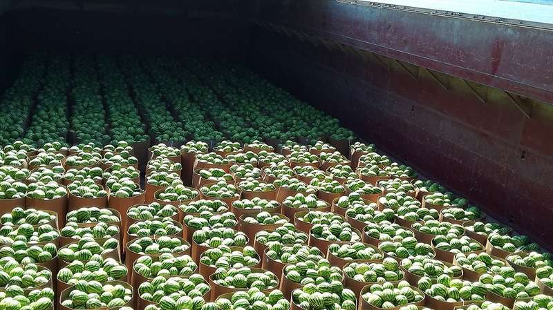 ÐÑ€Ð±ÑƒÐ·Ñ‹ Ð¿Ñ€Ð¸Ð±Ñ‹Ð»Ð¸ Ð¸Ð· Ð¥ÐµÑ€ÑÐ¾Ð½Ð° Ð½Ð° ÐšÐ¸ÐµÐ²Ñ‰Ð¸Ð½Ñƒ. Ð¤Ð¾Ñ‚Ð¾: "ÐÐ¸Ð±ÑƒÐ»Ð¾Ð½"