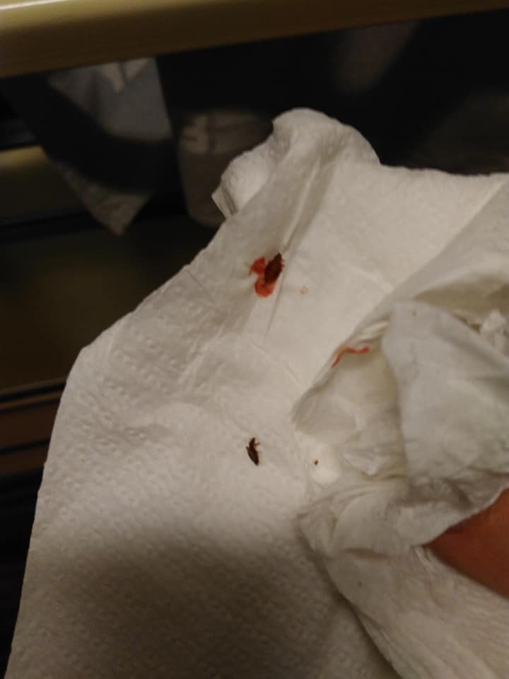 Клопы с кровью и личинки: "Укрзалізниця" попала в новый скандал из-за антисанитарии dqxikeidqxidqeant