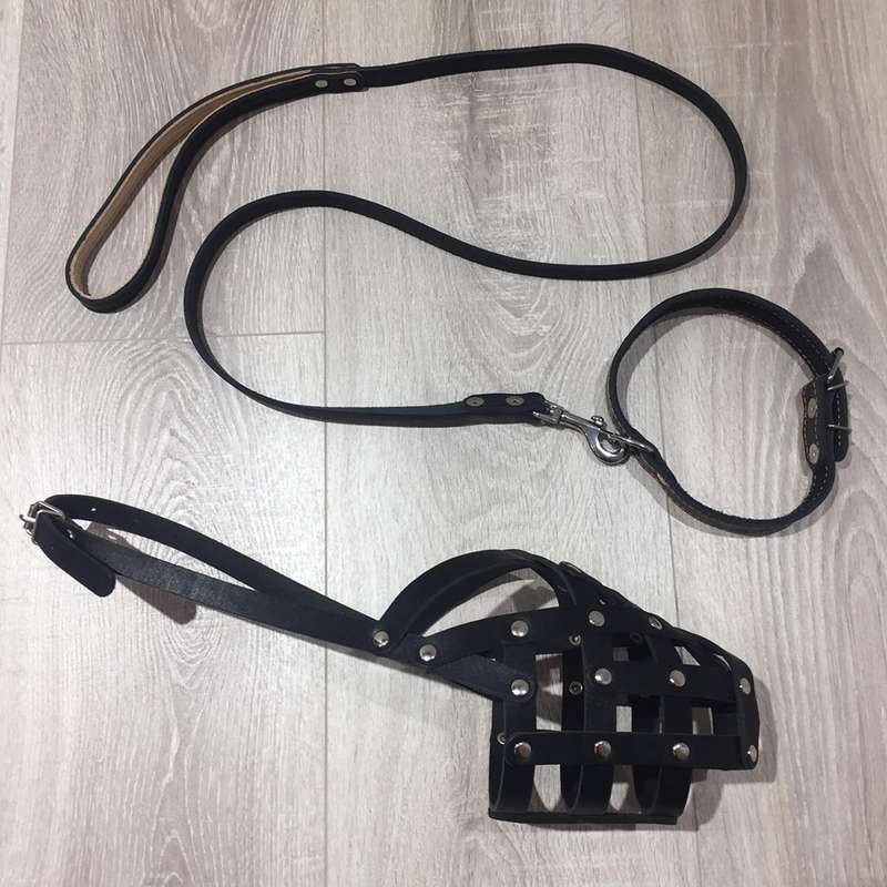 Ошейник и намордник для Мендель: фото журналистского подарка спикеру Зеленского dqxikeidqxidqeant