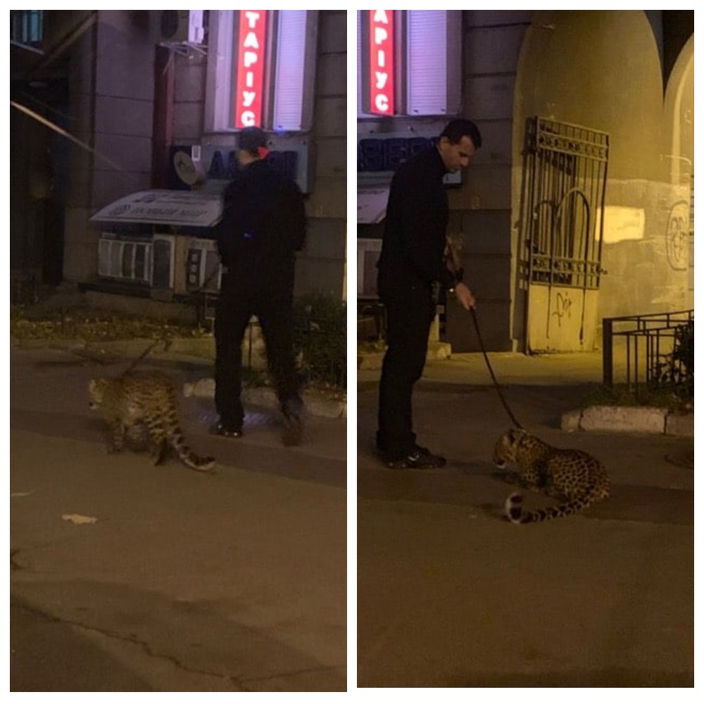 В центре Киева мужчина выгуливал леопарда dqxikeidqxidqrant