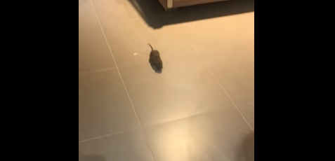 Крыса в супермаркете dqxikeidqxidqeant