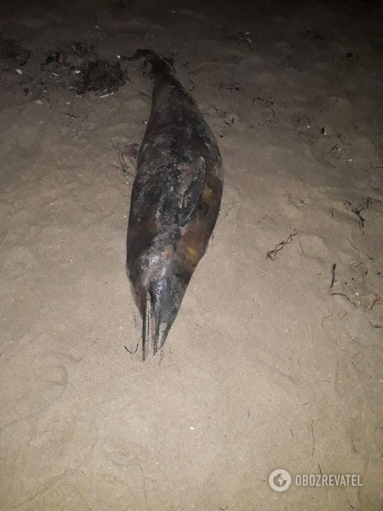 На одесское побережье выбросило мертвых дельфинов dqxikeidqxidqeant