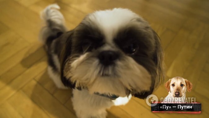 "Зе не хватает": Шепелев рассказал, как назвал собак в честь Путина и Лукашенко dqxikeidqxidqeant