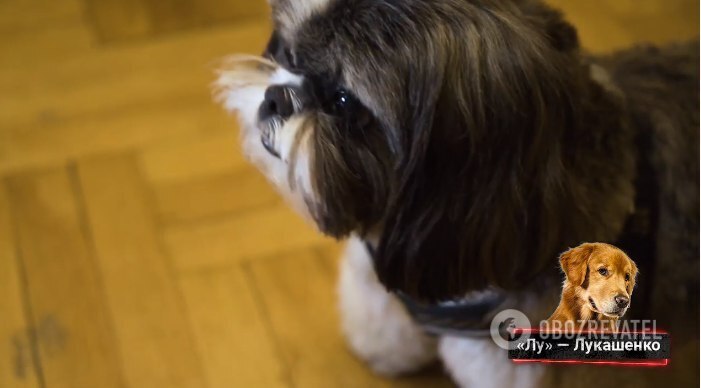 "Зе не хватает": Шепелев рассказал, как назвал собак в честь Путина и Лукашенко