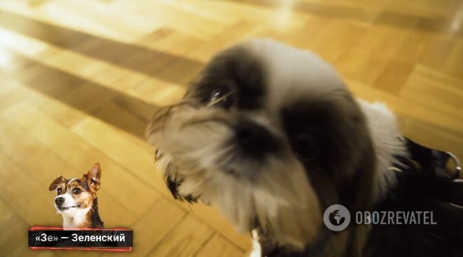 "Зе не хватает": Шепелев рассказал, как назвал собак в честь Путина и Лукашенко