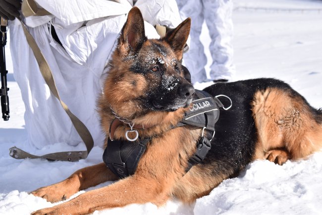 В новогоднюю ночь границу Украины охраняли 3,5 тыс. пограничных нарядов, - Госпогранслужба 02 dqxikeidqxidqeant