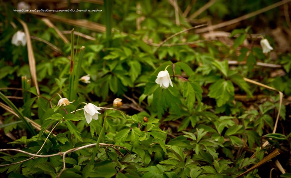 Чернобыльские анемоны dqxikeidqxidqrant
