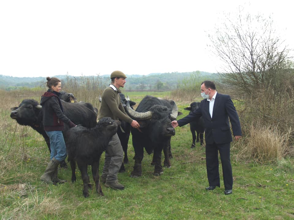 Вернувшиеся в Карпаты буйволы dqxikeidqxidqeant