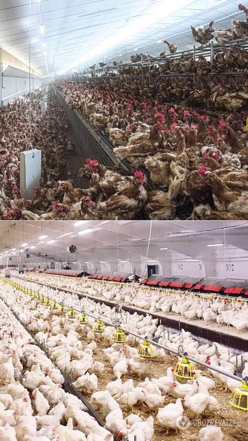     ,  COVID-19 –  dqxikeidqxidqrant