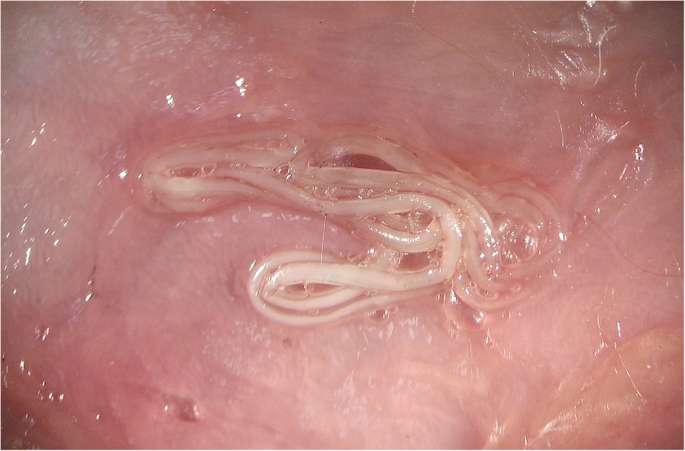 Dirofilaria repens dqxikeidqxieeant