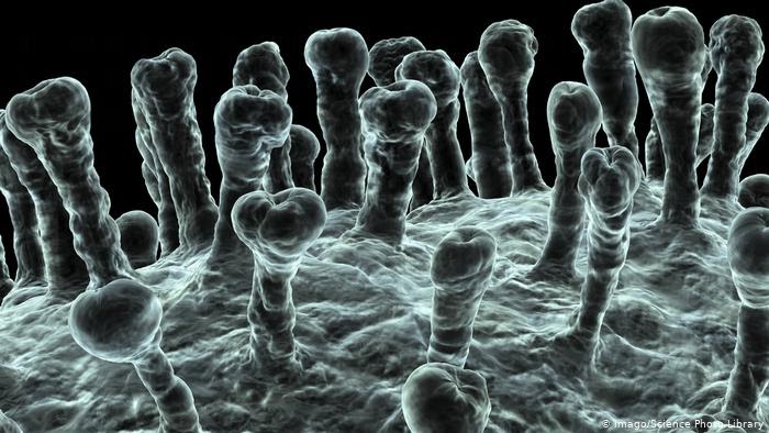 Коронавіруси використовують рецептори ACE2, аби потрапити до організму Коронавіруси використовують рецептори ACE2, аби потрапити до організму dqxikeidqxidqrant