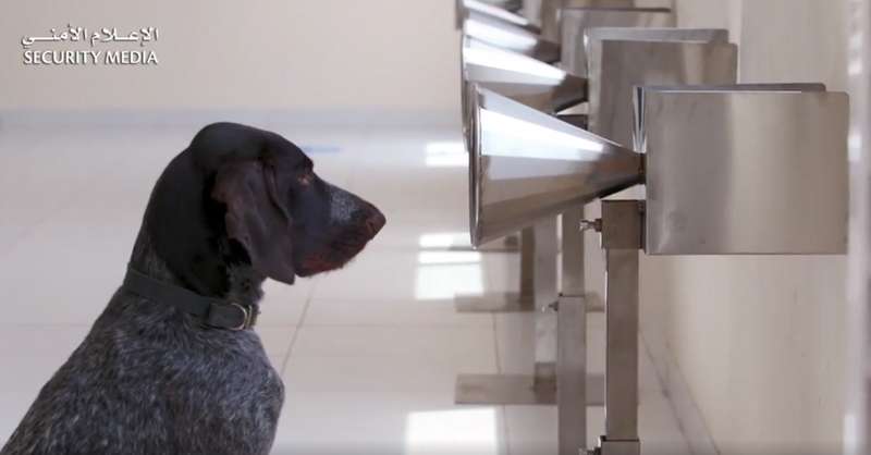       COVID-19 dqxikeidqxidqeant