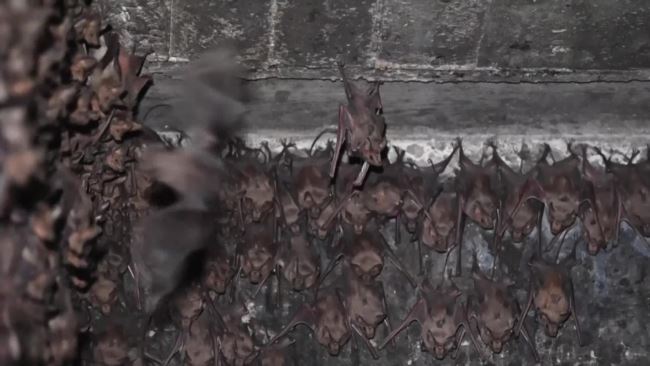     COVID-19 dqxikeidqxiqzant