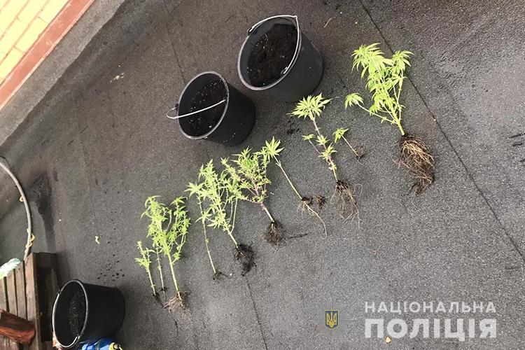 Полиция нашла коноплю на крыше дома. Фото: Нацполиция dqxikeidqxidqeant