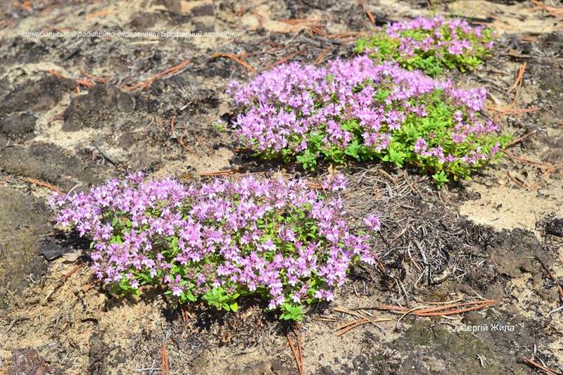 Цветущая мыльнянка dqxikeidqxidqrant