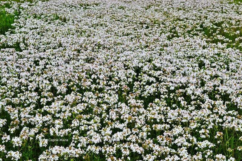 Поляна цветов в зоне отчуждения