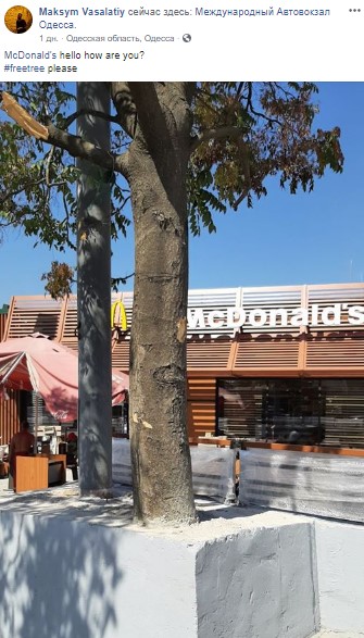 дерево dqxikeidqxidqrant