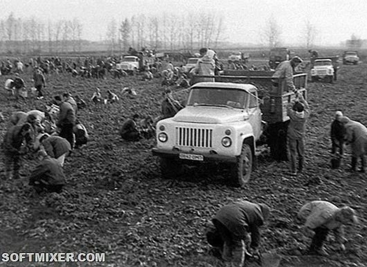 Пользователи вспомнили, как в школьные годы их принуждали работать в колхозе dqxikeidqxidqrant