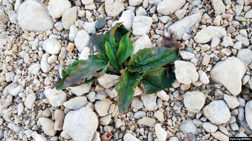 Висохлий берег