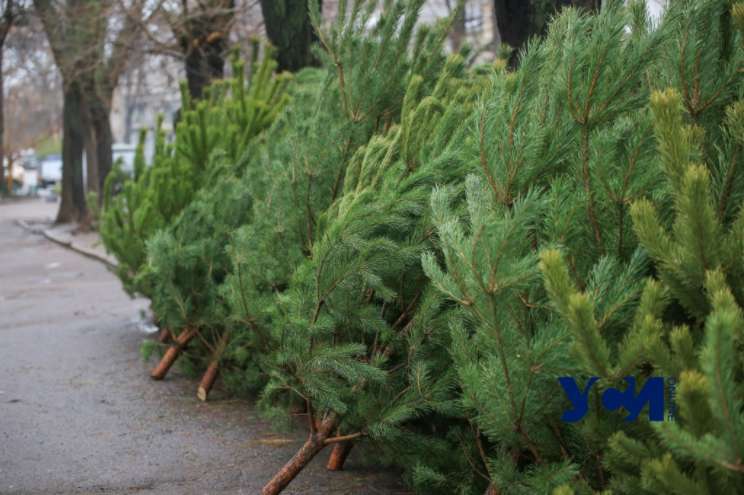 В Киеве вовсю торгуют елками. dqxikeidqxidqeant