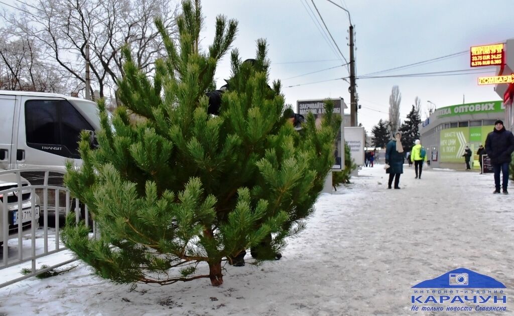 В Славянске сосны продают по 600 грн