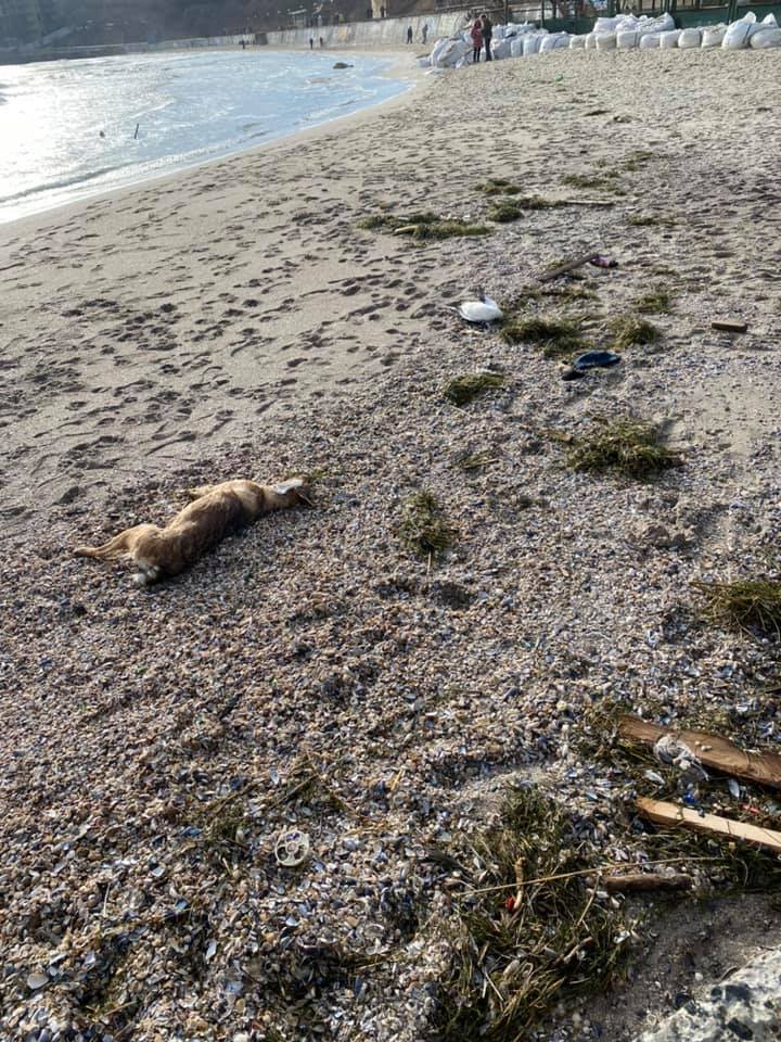 В Одессе из-за фейерверков погибли десятки птиц и животных dqxikeidqxidqrant