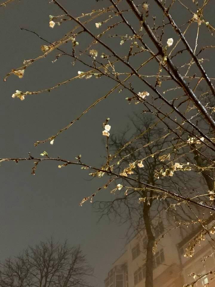 В Киеве зацвела сакура dqxikeidqxidqrant