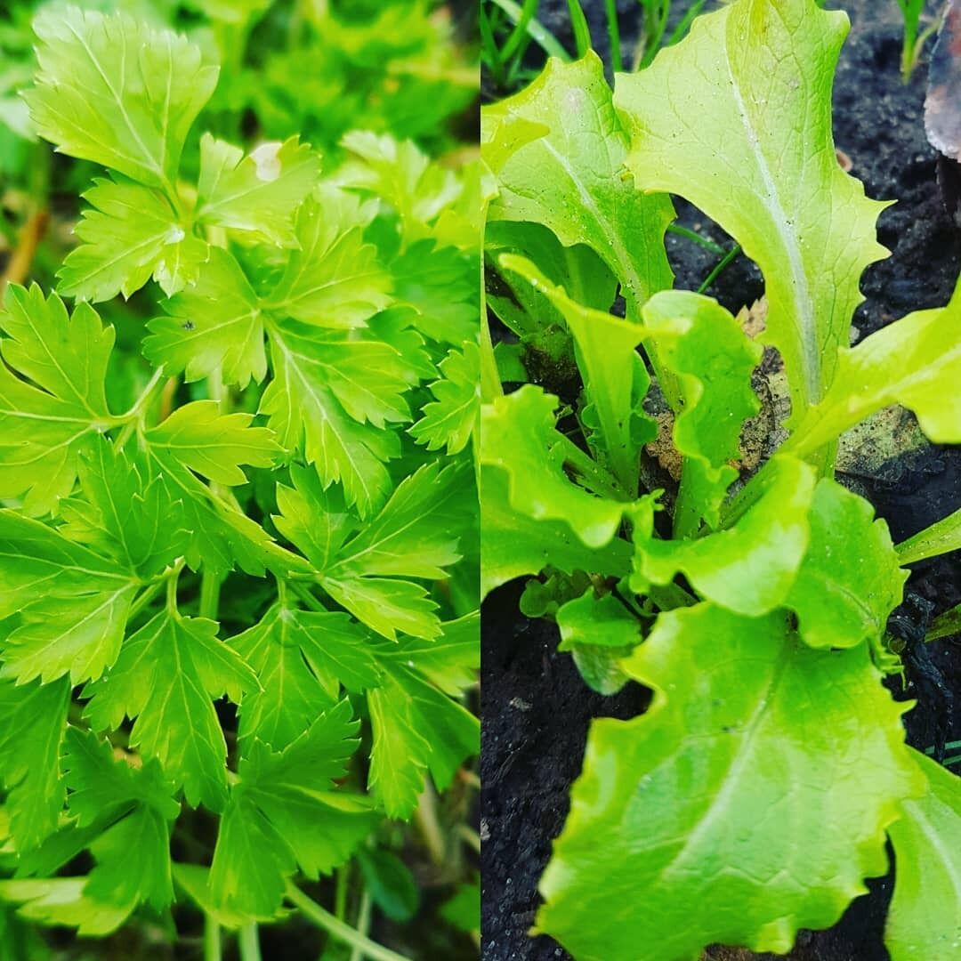 В Киевской области выросли петрушка и салат