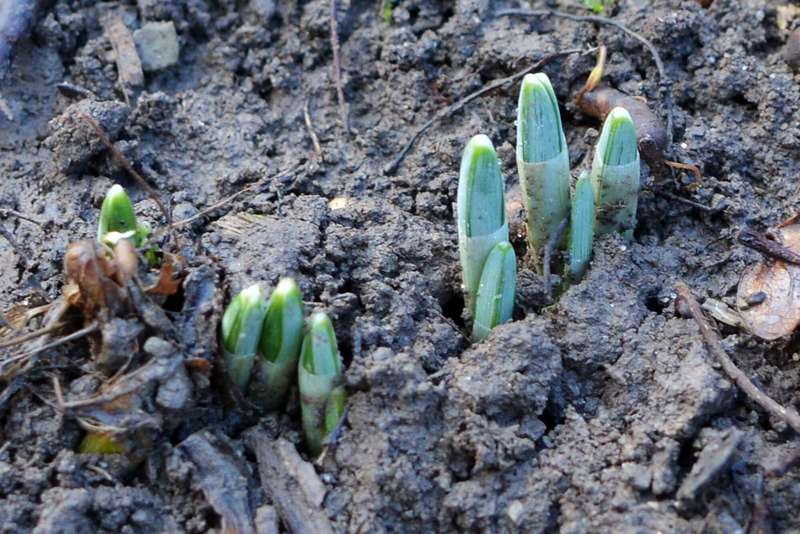 В Тернопольской области зацвели пролески