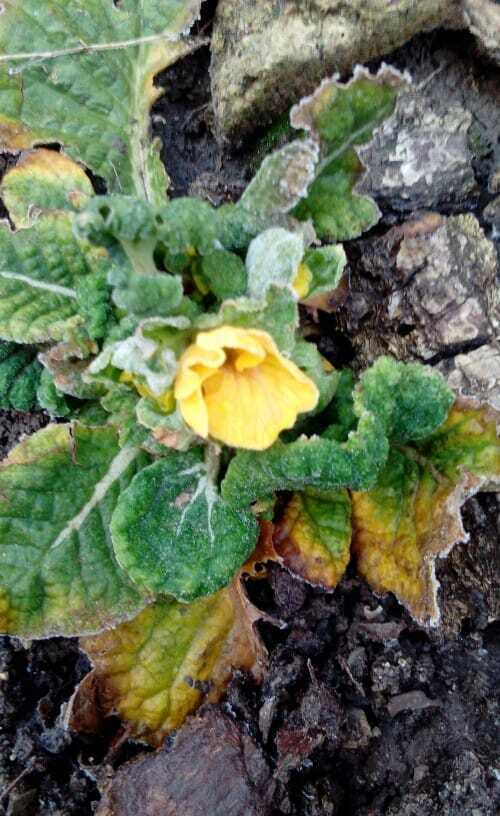 В Украине зацвели цветы